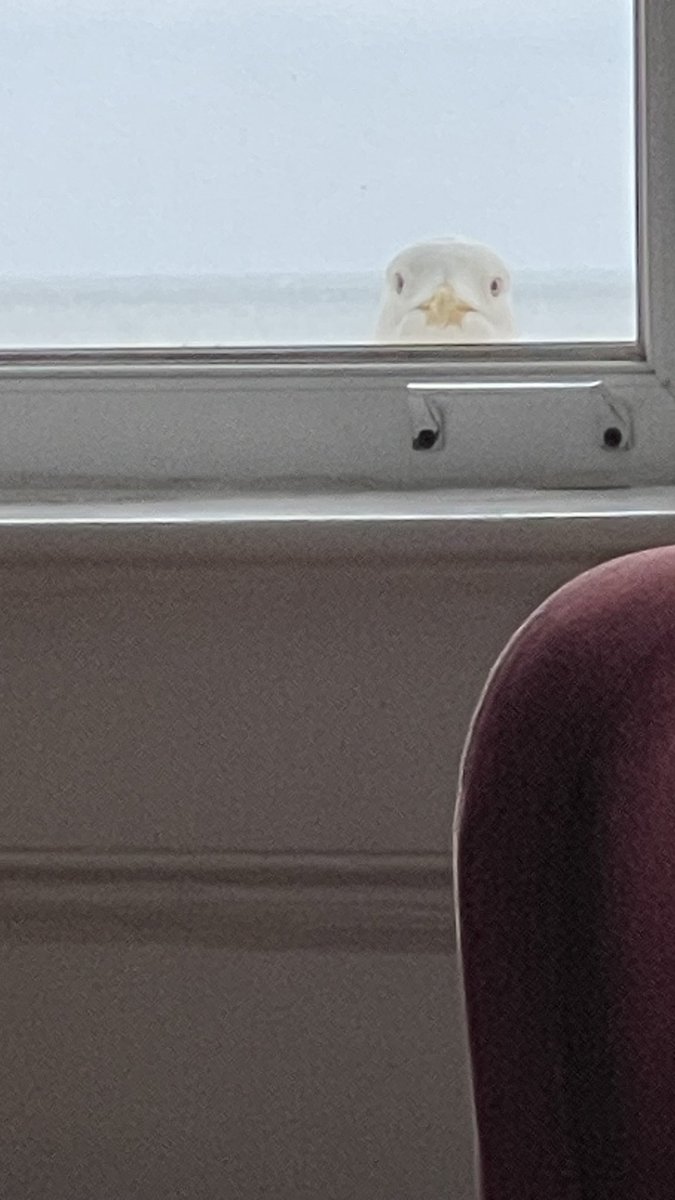 This Brighton seagull outside my hotel room has very clear search intent! #BrightonSEO #Brighton