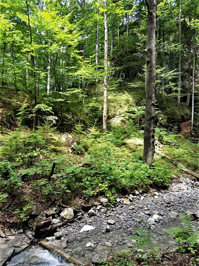 Greenisamissio1's tweet photo. Did you know that without trees we would have hardly any oxygen left to breathe due to air pollution, traffic fumes and heat and industrial fumes. Our air would be completely polluted. The forests and trees clean our air and filter out particles that are harmful to us.💚☘️🌿🌳🌲 https://t.co/zivjXqcSCU