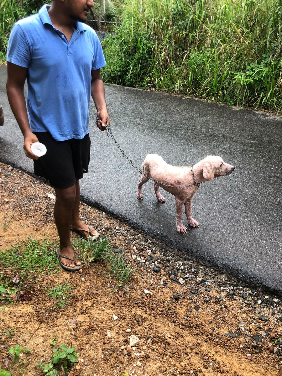 EmbarkLK's tweet photo. This is Kolly, our most recent rescue. Kolly was abandoned on the street in Kadwatha, with a sever skin infection.  She is currently receiving treatment at our partner hospital. You can help Kolly recover by donating via the link https://t.co/5vqqTlIi9k #Rescuedogs #SriLanka https://t.co/HAOMNYbCho