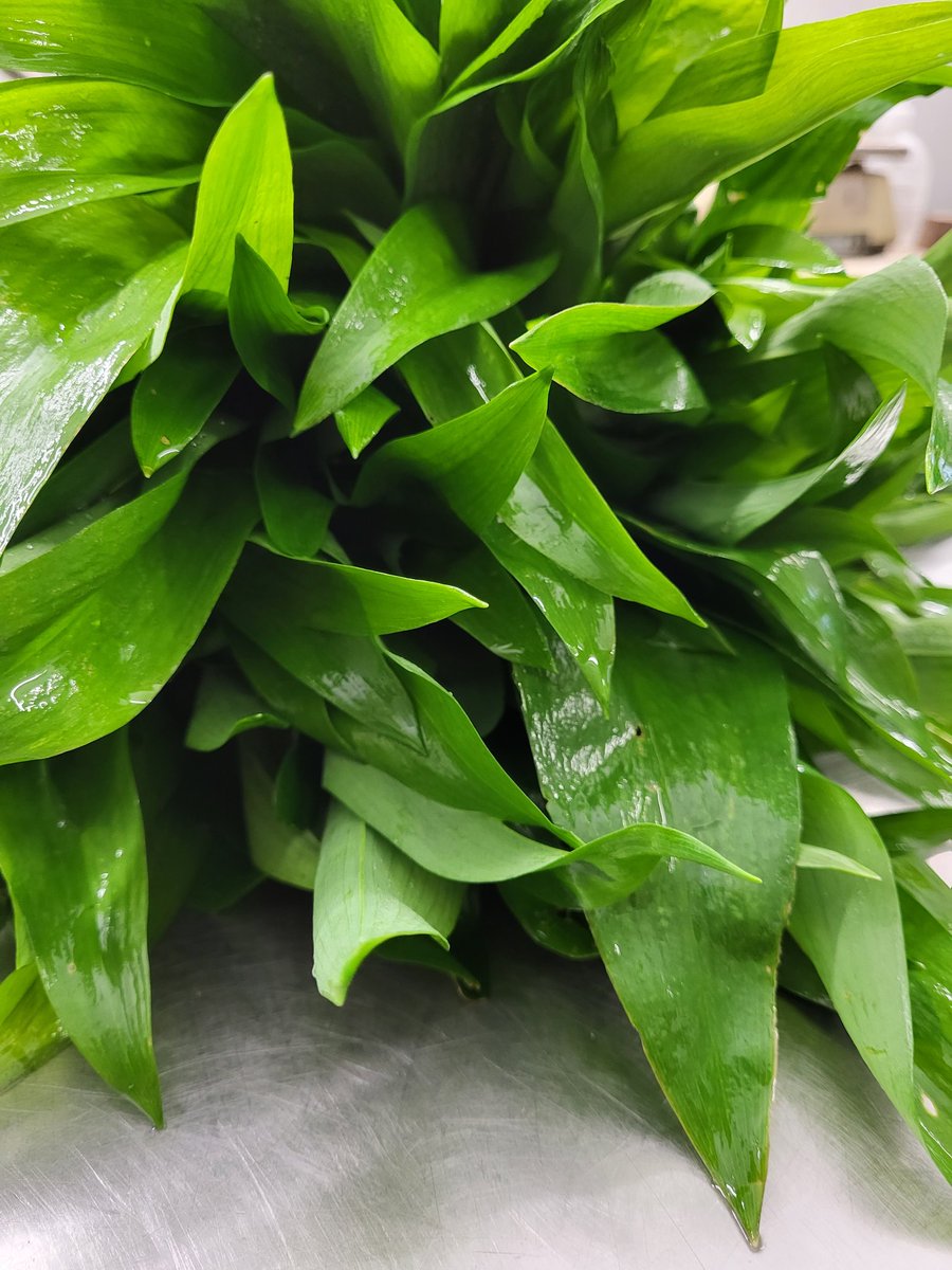 Riverdaleorganicfarm (@riverdaleorgfm) on Twitter photo Oh, lush wild garlic, the smell is amazing, bringing it to <a href="/partridgesfoods/">Archived | Partridges Market</a> <a href="/DOYSQ/">Duke of York Square</a> tomorrow, great to be back...see you all soon Oh, lush wild garlic, the smell is amazing, bringing it to <a href="/partridgesfoods/">Archived | Partridges Market</a> <a href="/DOYSQ/">Duke of York Square</a> tomorrow, great to be back...see you all soon