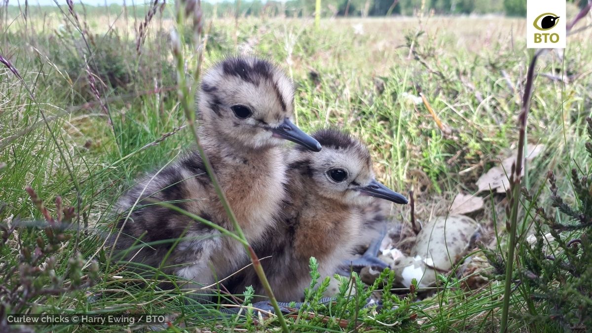 Happy #WorldCurlewDay! We’d like to highlight three exciting Curlew Conservation projects BTO is involved in this year. Read on to find out what we’re up to and how you can help 🧵⬇️