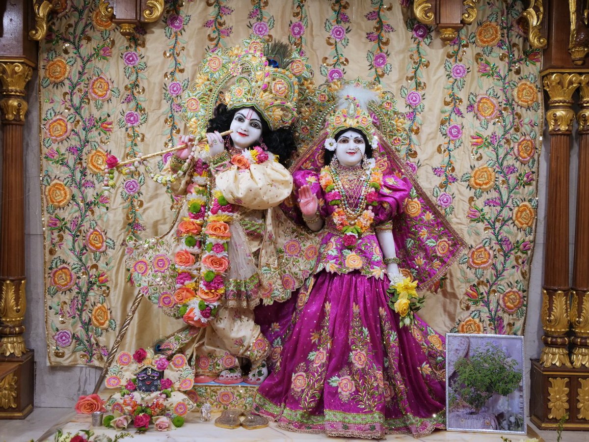 iskconlondon's tweet photo. Today's Deity darshan in Hot Pink and Cream with Roses #krishna #radharani #radhakrishna #girigovardhan #gauranitai #jagannath #baladev #subhadra #srilaprabhupada #deities https://t.co/bXROoOsZAs