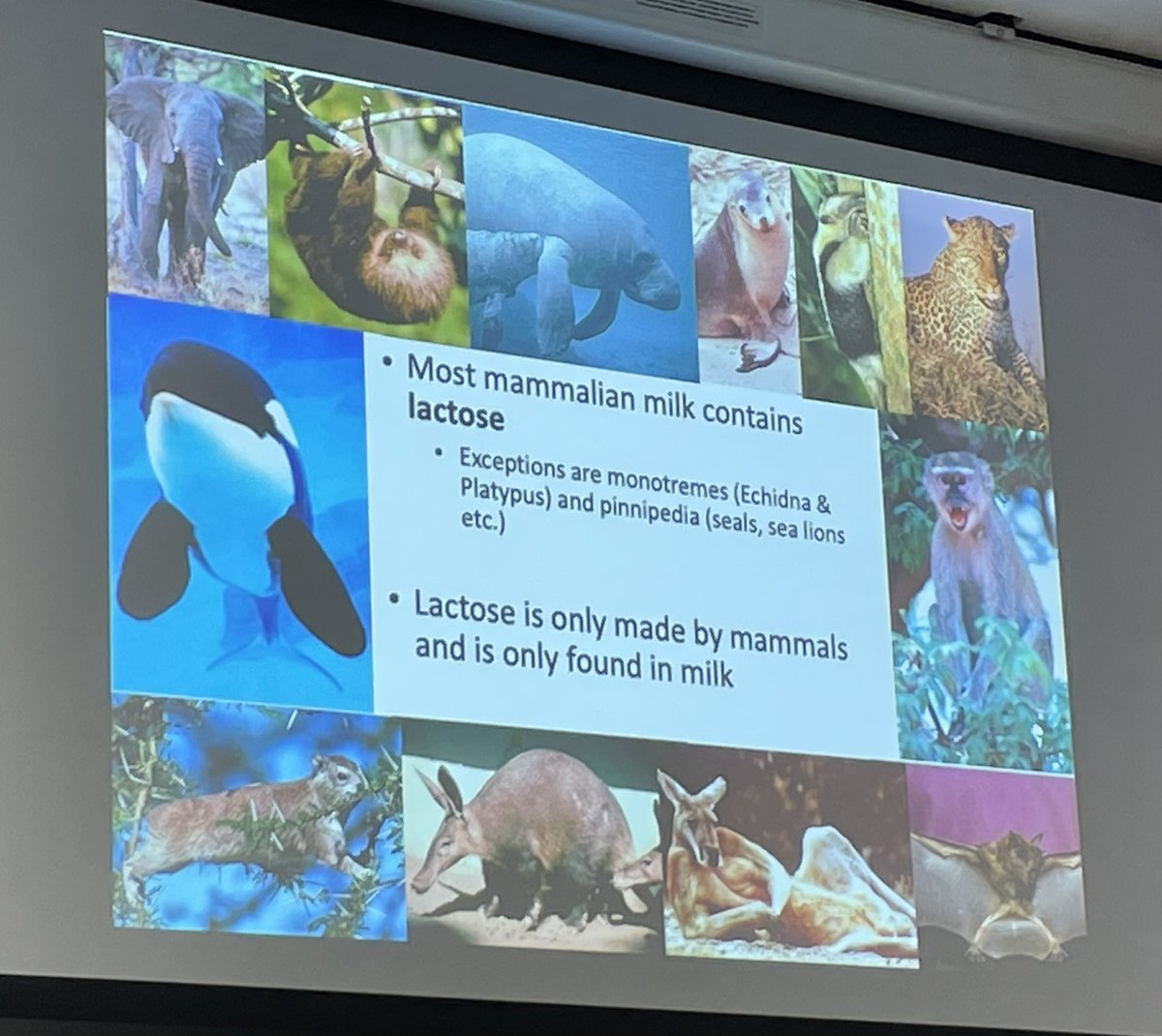 Learned that lactose is an unusual substance, found only in (most) mammal milk, and that it’s not at all clear why adult mammals lose the ability to digest milk in adulthood #EHBEA2023