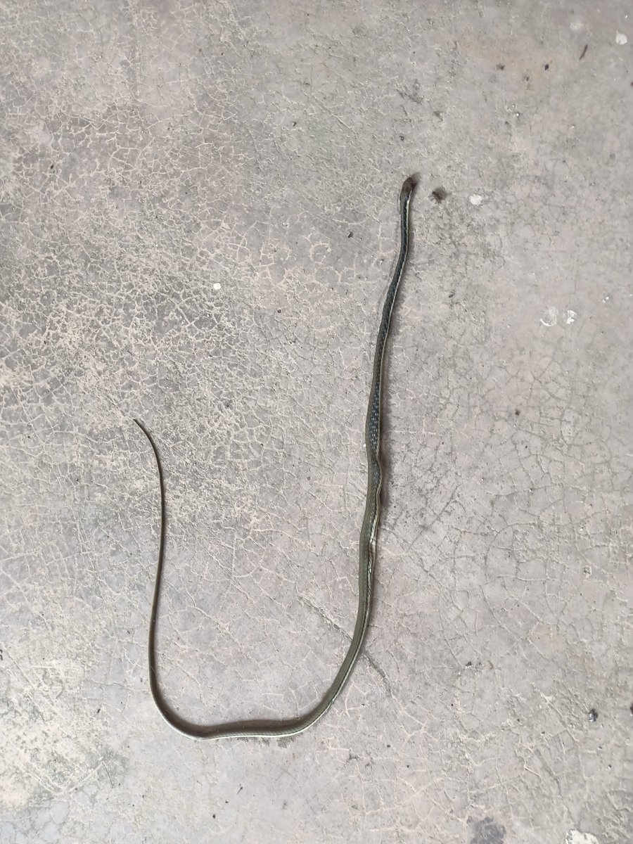 Hanza Art On Twitter My Cats Caught A Small Snake Again hanza-art-on-twitter-my-cats-caught-a-small-snake-again