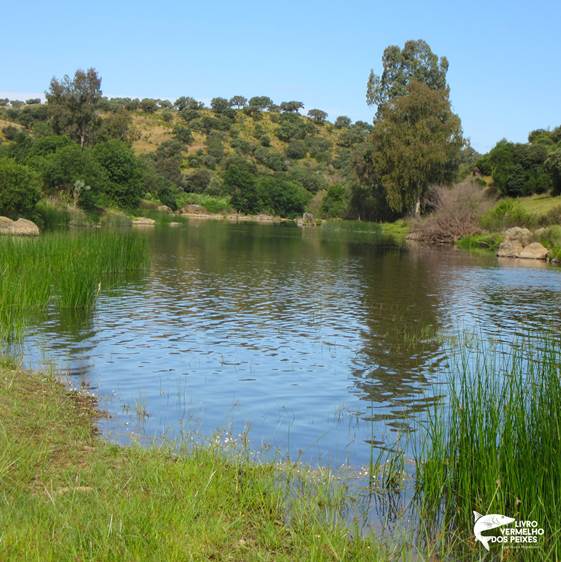 LvPeixes's tweet photo. Aqui podemos ver mais alguns dos habitats dos nossos peixes do sul do país, este no Rio Ardila. 🐟
📸 João Oliveira
#lvpeixes #livrovermelhodospeixes #livrovermelho #peixe #rio #riosdeportugal #RioArdila #BaciadoGuadiana #Guadiana #conservação #biodiversidade #natureza #nature https://t.co/q0pCxsYuvc