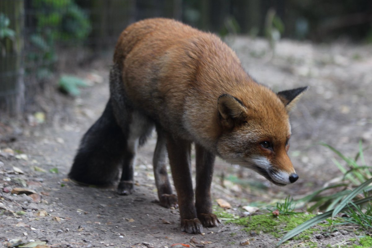 hourlyfoxes's tweet photo. HourlyFoxes presents: https://t.co/kdCgK7Pwr2
