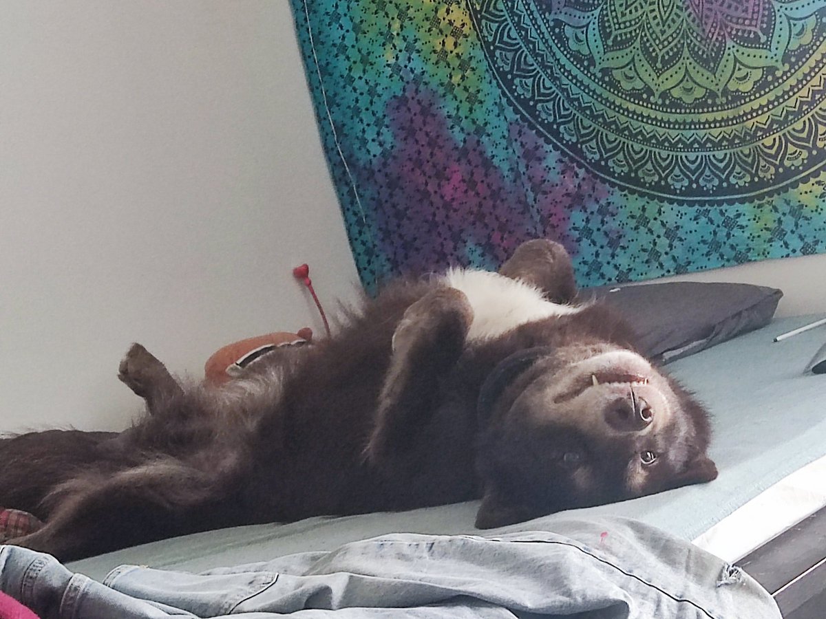 Ronar Le Sournois tweet media