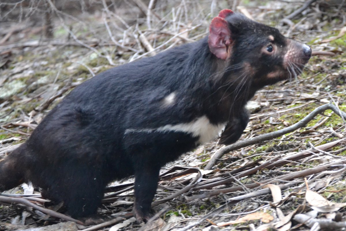 TCG, Cambridge (@tcgcambridge) on Twitter photo Proud and excited to share our new paper on Tasmanian devil cancer evolution scim.ag/2jP published in <a href="/ScienceMagazine/">Science Magazine</a>. Huge congratulations to @DevilsAdvoMax and thanks to <a href="/Cambridge_Uni/">Cambridge University</a> <a href="/CamVetSchool/">Cambridge Vet School</a> <a href="/sangerinstitute/">Wellcome Sanger Institute</a> <a href="/emblebi/">EMBL-EBI</a> <a href="/UTAS_/">University of Tasmania</a> <a href="/wellcometrust/">Wellcome</a> <a href="/Gates_Cambridge/">Gates Cambridge</a>. Proud and excited to share our new paper on Tasmanian devil cancer evolution scim.ag/2jP published in <a href="/ScienceMagazine/">Science Magazine</a>. Huge congratulations to @DevilsAdvoMax and thanks to <a href="/Cambridge_Uni/">Cambridge University</a> <a href="/CamVetSchool/">Cambridge Vet School</a> <a href="/sangerinstitute/">Wellcome Sanger Institute</a> <a href="/emblebi/">EMBL-EBI</a> <a href="/UTAS_/">University of Tasmania</a> <a href="/wellcometrust/">Wellcome</a> <a href="/Gates_Cambridge/">Gates Cambridge</a>.