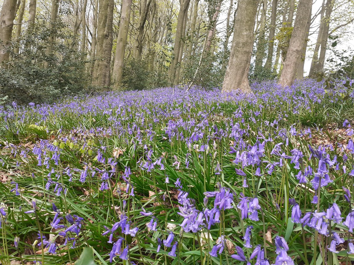 DVLrail's tweet photo. Bluebell season is beginning in #DerwentValley 🌼🌼🌼

Lace up your boots and explore these woodlands in Derwent Valley in April &amp; early May to enjoy #bluebells at their best: https://t.co/2bZWDEKbyP

#Matlock #Cromford #Whatstandwell #Ambergate #Derby #nature #FridayMotivation https://t.co/jZJXDLAVGD
