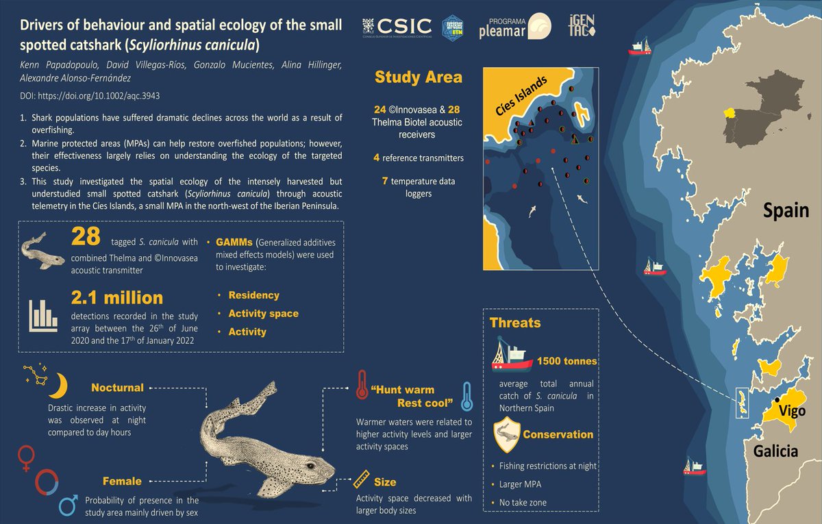 ‼️New paper‼️🦈
We used acoustic telemetry to investigate the drivers of behaviour and spatial ecology of the small spotted catshark (Scyliorhinus canicula) in Galicia
doi.org/10.1002/aqc.39…
Special thanks to: <a href="/David_chirleu/">David Villegas</a> <a href="/Fanequeiro/">O Fanequeiro</a> <a href="/gmucientes/">Gonzalo Mucientes (@gmucientes.bsky.social)</a> <a href="/FisheriesIIM/">INMARE</a> @IMBRSea