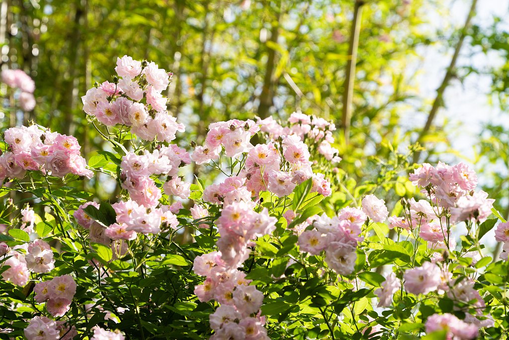WuhanPlus's tweet photo. 🌺🌸🌷April has brought a sea of pink to @WHU_1893. 

The campus is awash with clusters of beautiful roses, adding a touch of serenity to its historic campus.🏫🤩 #WuhanPlus #WuhanUniversity #RoseBloom #SpringInWuhan https://t.co/DOFJXzfQnZ