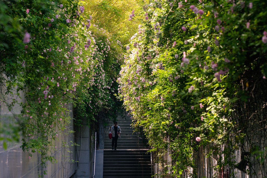 WuhanPlus's tweet photo. 🌺🌸🌷April has brought a sea of pink to @WHU_1893. 

The campus is awash with clusters of beautiful roses, adding a touch of serenity to its historic campus.🏫🤩 #WuhanPlus #WuhanUniversity #RoseBloom #SpringInWuhan https://t.co/DOFJXzfQnZ