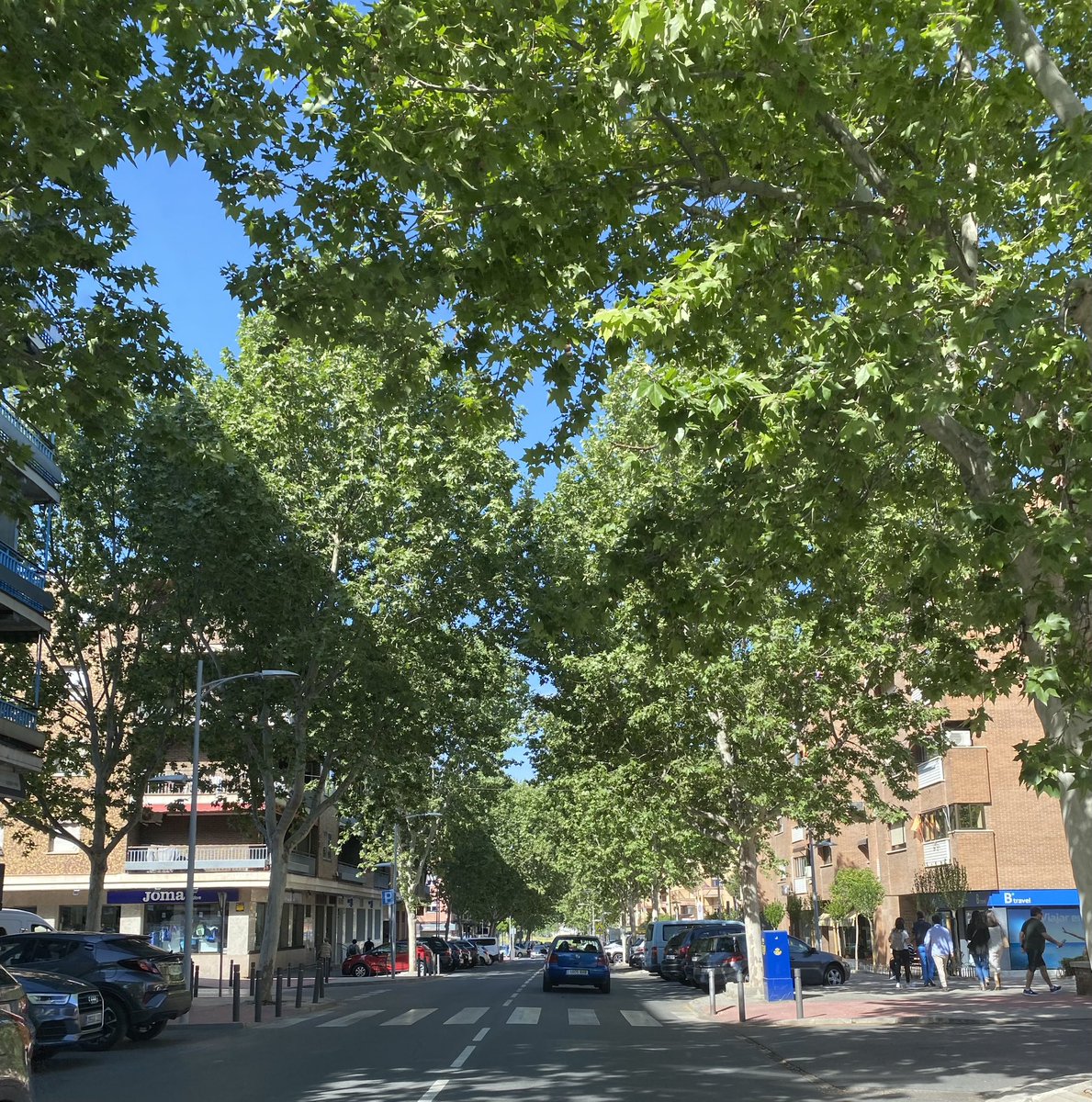 Almeces de Toledo 🌳 tweet media