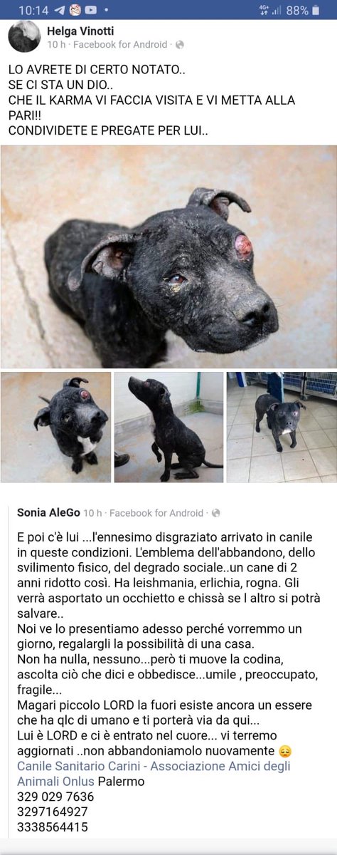 GioiaPongilupp2's tweet photo. CHE SIATE MALEDETTI !!!!! ABBANDONATO SENZA PIETÀ NELL’INDIFFERENZA PIÙ ASSOLUTA !! ARRIVATO AL CANILE DI PALERMO IN QUESTE CONDIZIONI PESANTEMENTE PICCHIATO https://t.co/3P6E8mtOkK
