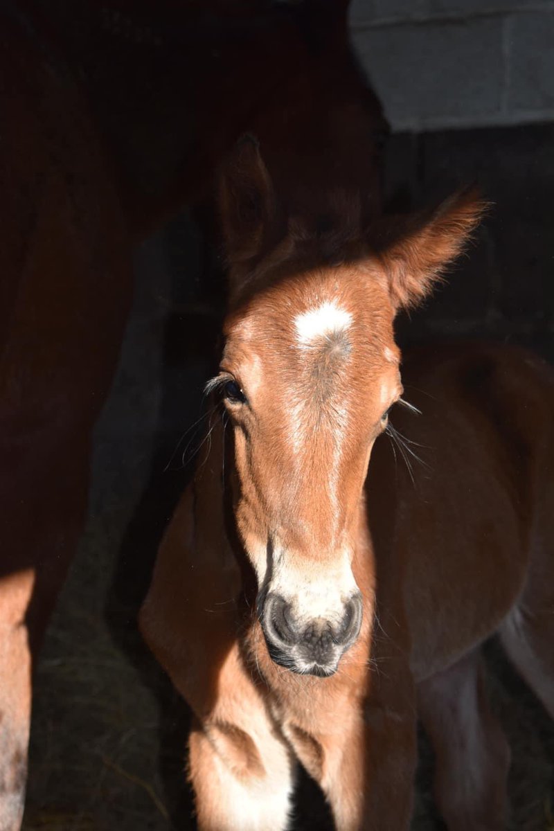 moncorge_c's tweet photo. 💚 Le Haras de Montmirel vous présente la petite sœur de #ReadlyExpress par @FaceTimeBourbon (> 3/4 sœur) #Beauty https://t.co/uil1PWZeAA