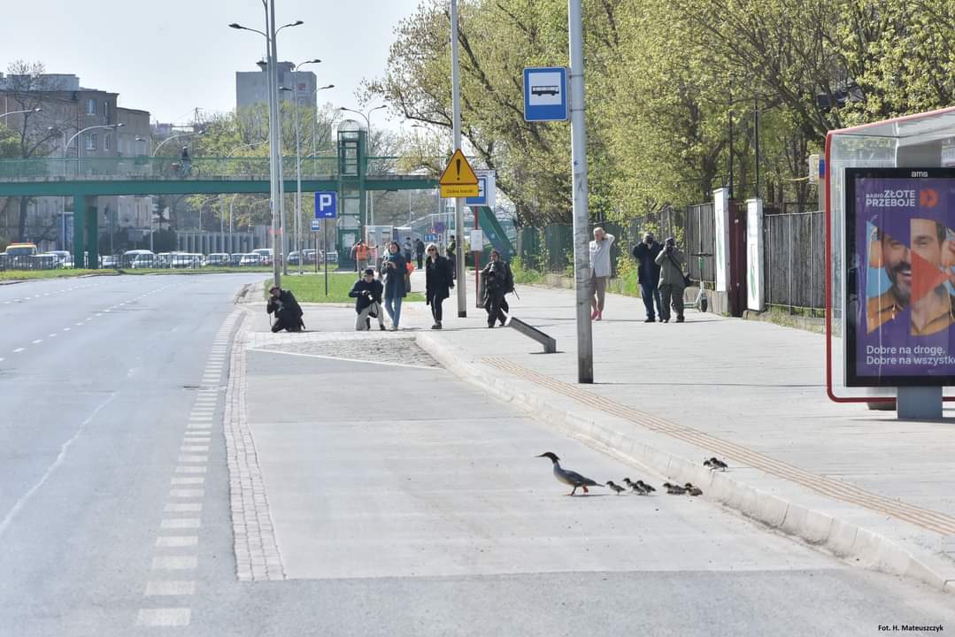 batofthedungeon's tweet photo. Warszawa. Pierwsza rodzina nurogęsi przeszła nad Wisłę. https://t.co/QtSiFzsXoB