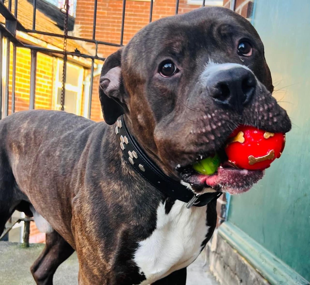 AdoptionsUk's tweet photo. Please retweet to help King find a home #SHEFFIELD 

Extra Large Mastiff aged 1-2. 
He is an unclaimed stray now in the council pound. He gets on well with other dogs but needs someone with the strength to manage him on the lead   

DETAILS 
https://t.co/ddBXa2AYXv
 ☎️01142726758 https://t.co/Dn1npRnKq2