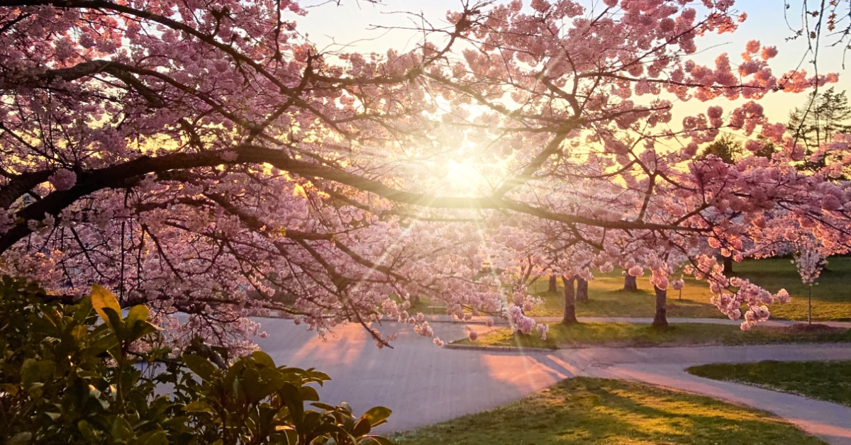 Who knew playing peek-a-boo with the sun could make blossom trees look dreamy? 🌞🌸 
Here’s a photography tip: Use backlighting to create a magical halo effect and capture photos that glow with natural beauty ✨ 

👉 bit.ly/3TEkEpK 

#VisitSpain #SpringInSpain