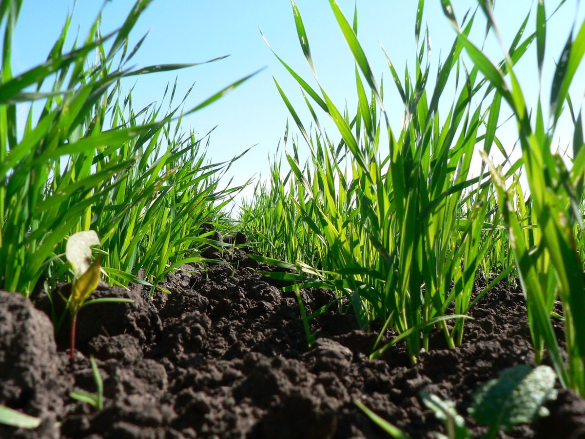 SyngentaUK's tweet image. ⏰It's time to start thinking about our spring malting barley agronomy 🌱 - read more here 👉syngenta.co.uk/spring-malting… 

A 2-spray fungicide approach gives the best protection from key diseases and maximises yield and quality.

#Yield #Quality #SpringBarley #Agronomy