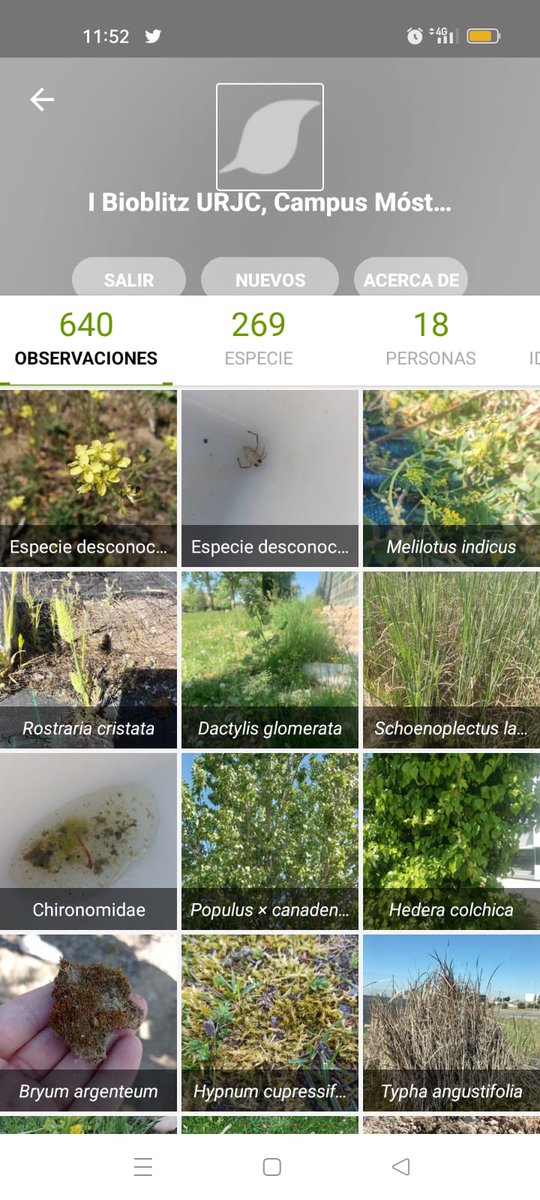 urjc's tweet photo. Ayer, en el campus de Móstoles, se celebró el I Bioblitz URJC, un maratón de biodiversidad para identificar todo tipo de especies animales y vegetales. 
Han participado 65 personas, repartidas en 16 equipos. 
@ofiverdeURJC @BiodiversosU @rsu_urjc https://t.co/nvUCRfZwfU