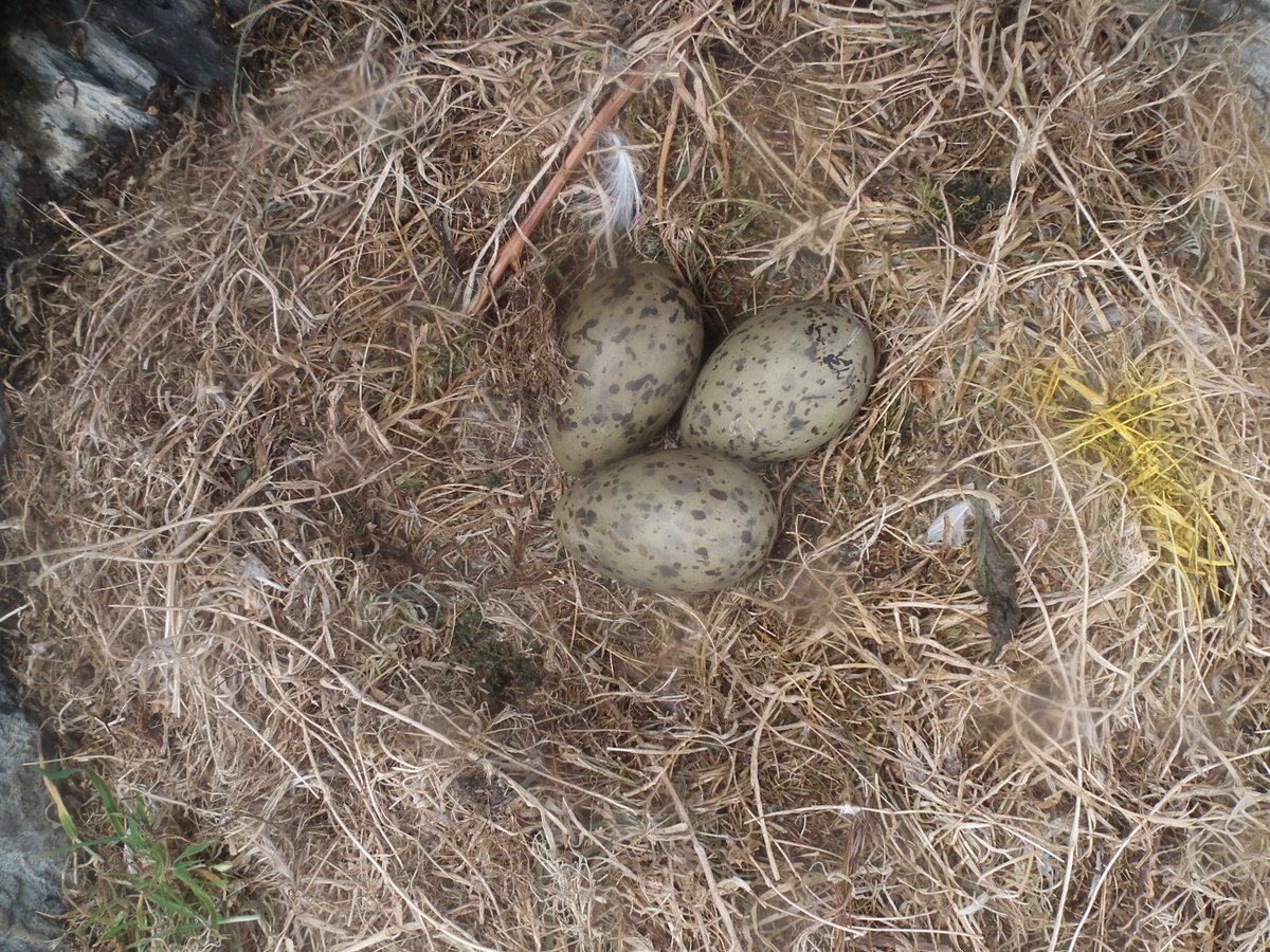 Calf of Man Bird Observatory tweet media
