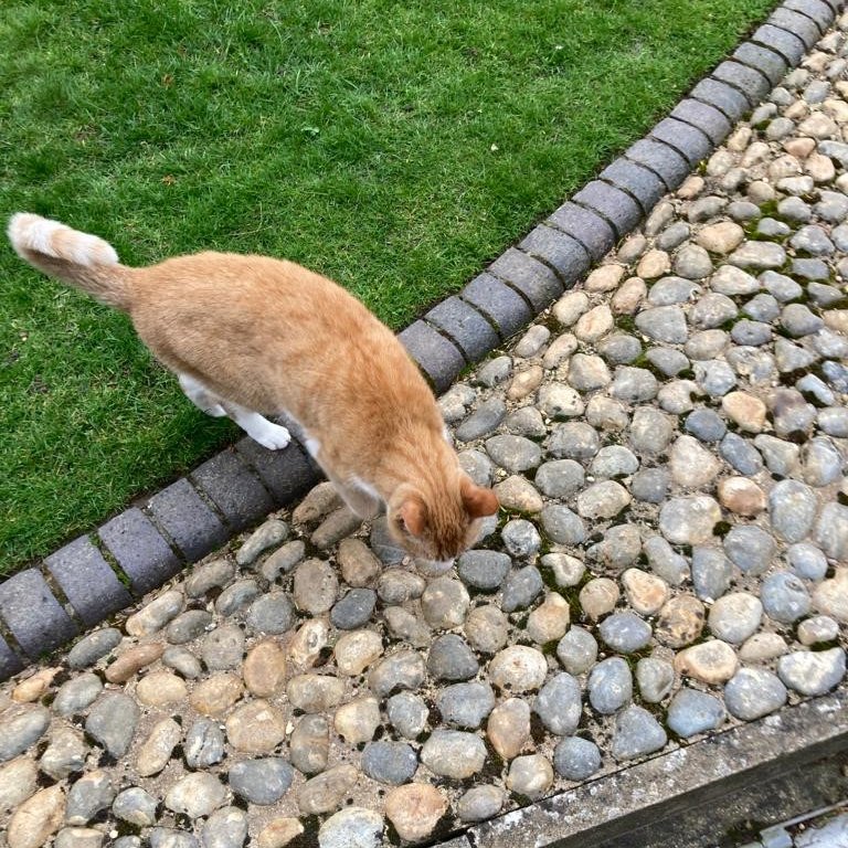 Introducing Silly the cat! He's spent the past few months acclimatizing to his new life at Trinity Hall with our Master, Mary Hockaday. Silly has quickly become a firm favourite with students, staff and visitors alike. He’s super friendly and likes a lot of fuss #CatsOfTwitter
