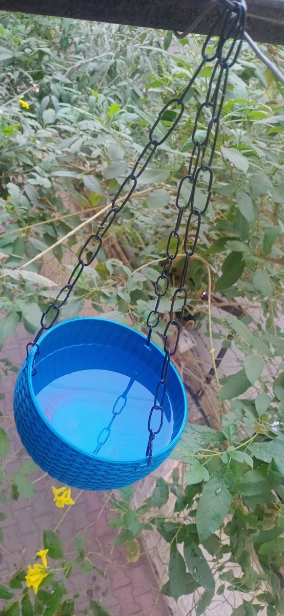 SeemaSh46712468's tweet photo. Yes, In my balcony  for  birds😊🙏
#save
#hoteffect 
#savebird
#smallact https://t.co/VhW5dgUdzc