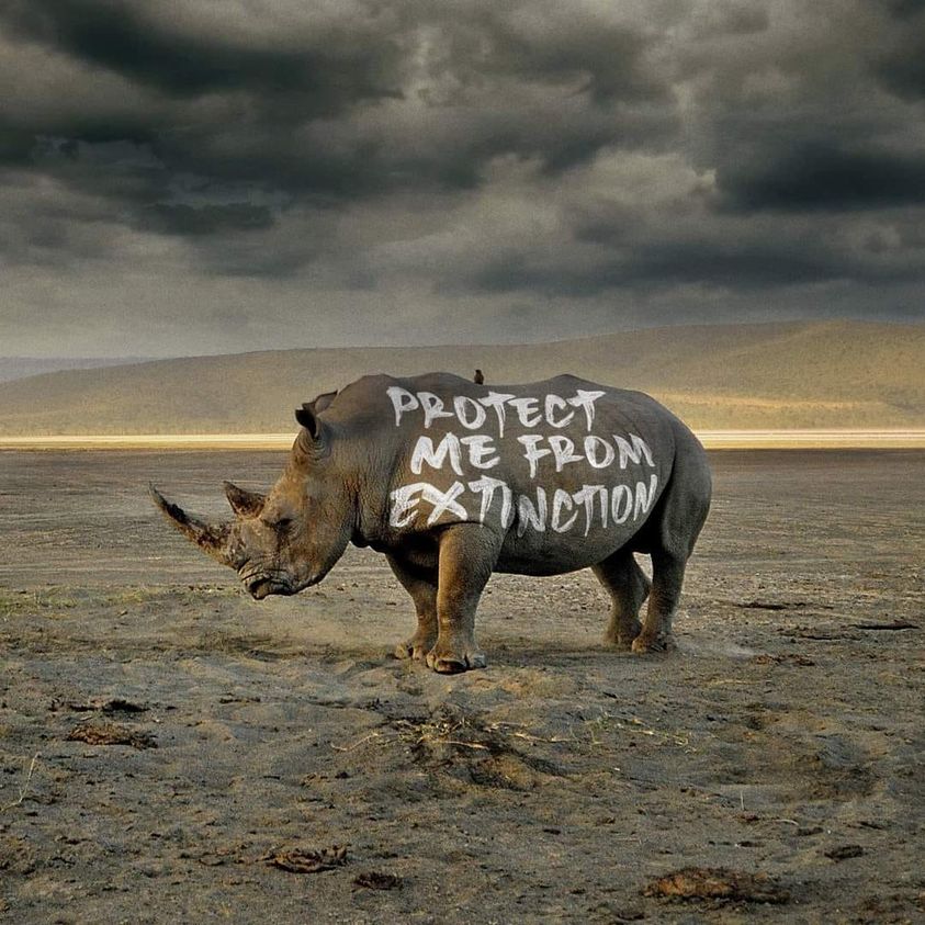 #RhinoFriday #RhinoHornCuresNothing