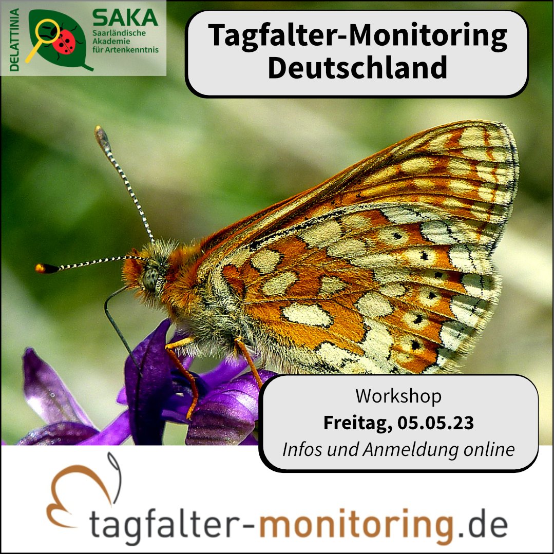 artenkenntnis's tweet photo. Bei der "Volkszählung  für Schmetterlinge“ werden - durch das Engagement von Freiwilligen - überaus wertvolle und  wichtige Daten generiert.

Infos und Anmeldung: https://t.co/bZ6qX2tKh9

#biologischevielfalt #bpbv #foertax #artenkenntnis #speciesliteracy #tagfaltermonitoring https://t.co/HmIhcGgwlf