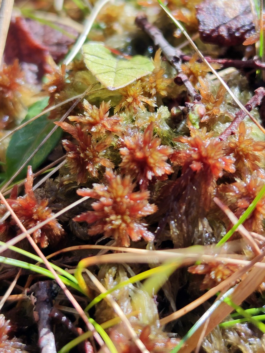 mossworld's tweet image. Just for the love of Sphagnum! S. capillifolium, S. fallax, S. tenellum together with S. denticulatum, S. capillifolium again. Didn't do any microscopy for ID, sorry. @WetlandsInt #peatmoss #bogs #wetlands #mossmatters