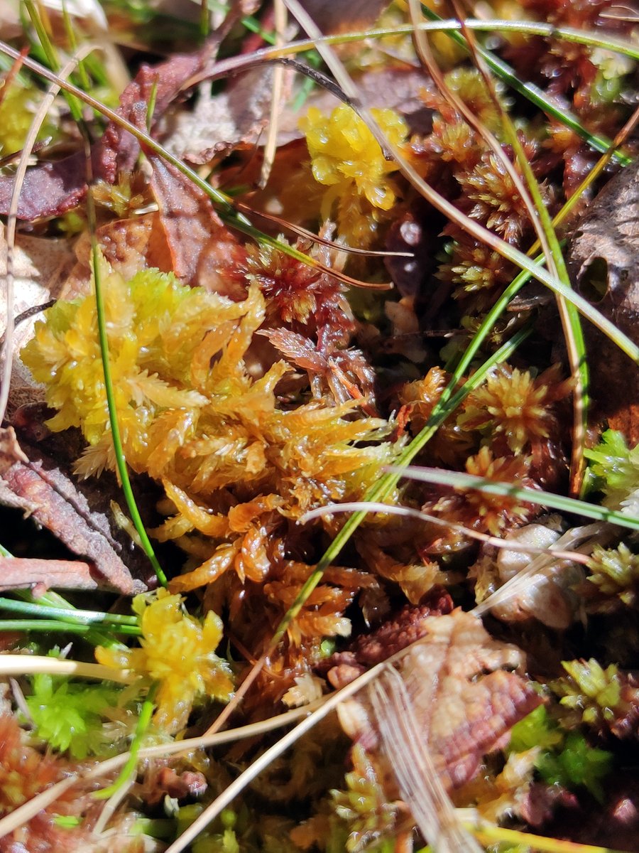 mossworld's tweet image. Just for the love of Sphagnum! S. capillifolium, S. fallax, S. tenellum together with S. denticulatum, S. capillifolium again. Didn't do any microscopy for ID, sorry. @WetlandsInt #peatmoss #bogs #wetlands #mossmatters