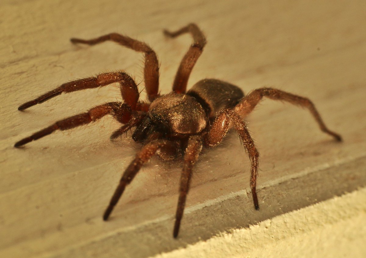 I was called upstairs because there was a spider on the toilet door. I was delighted to find a Scotophaeus blackwalli, I don't see them that often. It turned out later that I was supposed to remove it from the house, not just photograph it! @BritishSpiders