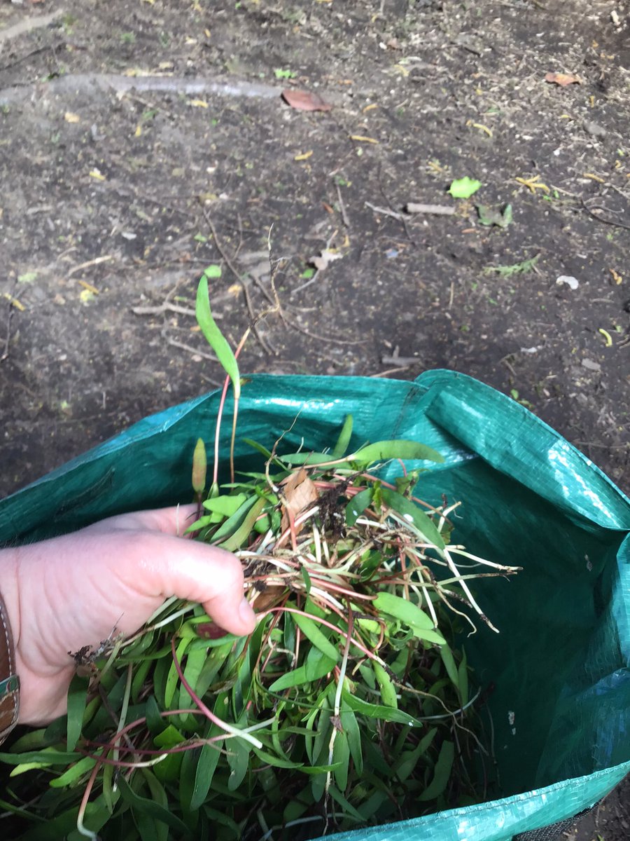 ForestSchBPS's tweet photo. @Mahlangu_Bps had an afternoon of removing invasive Sycamore seedlings from our forest to protect our biodiversity. (There was some time for play too). https://t.co/8pIjvE04CO