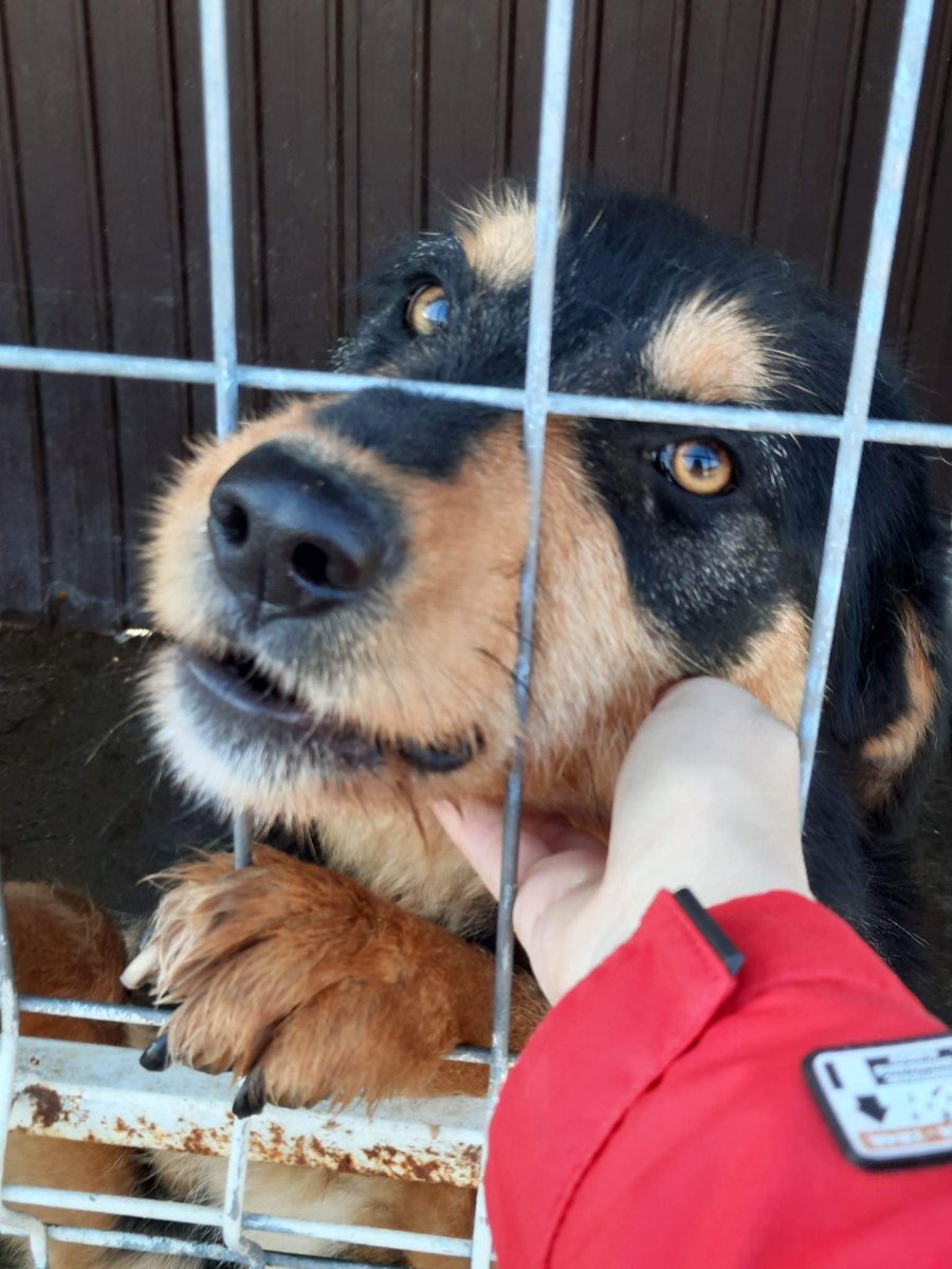 GillyMeeky's tweet photo. I hope to save beautiful Faye. She can go to Cornelia. She has been in Lancram a long time. Please help me to raise the £531 she needs. She has huge extra days 🥺  it is a big ask I know 🙏 https://t.co/NSDx9qQvgm ref Faye https://t.co/qprtbvl4FG