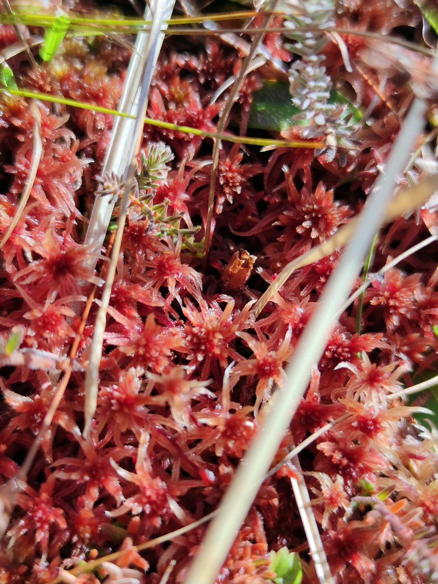mossworld's tweet image. Just for the love of Sphagnum! S. capillifolium, S. fallax, S. tenellum together with S. denticulatum, S. capillifolium again. Didn't do any microscopy for ID, sorry. @WetlandsInt #peatmoss #bogs #wetlands #mossmatters
