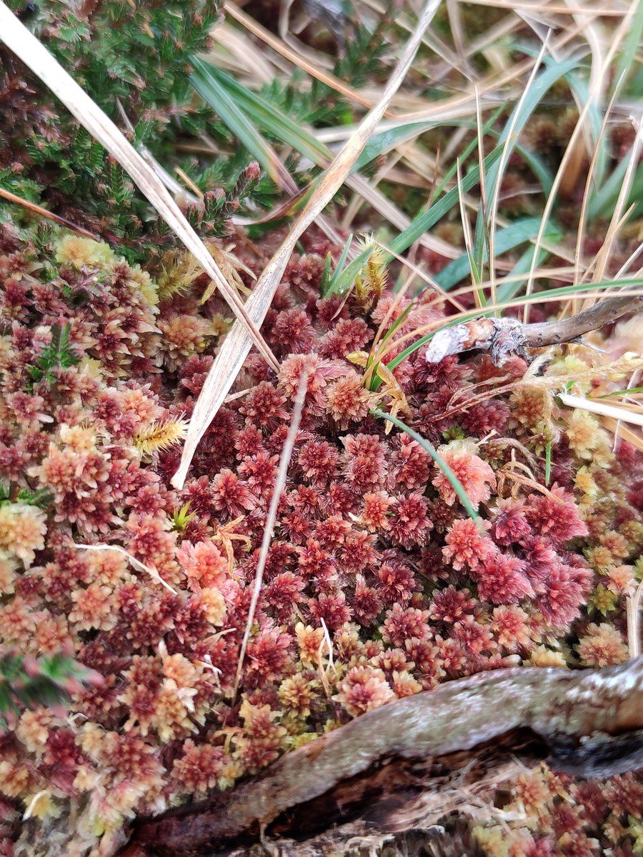 mossworld's tweet image. Just for the love of Sphagnum! S. capillifolium, S. fallax, S. tenellum together with S. denticulatum, S. capillifolium again. Didn't do any microscopy for ID, sorry. @WetlandsInt #peatmoss #bogs #wetlands #mossmatters