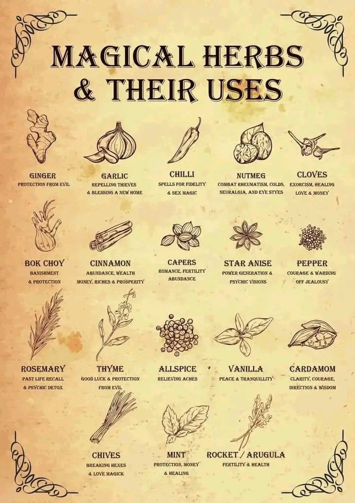 IndigenousHub1's tweet photo. #indigenousmeds...here are some ideas before winter really hits...stay blessed. https://t.co/22aFB7tgnV