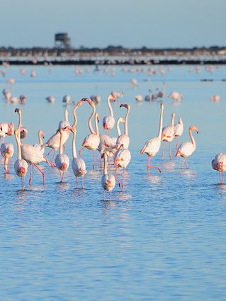 Bertiresurrect1's tweet photo. Delta del ebro preciosoo 😍🌾 https://t.co/xbEjt6dY9x