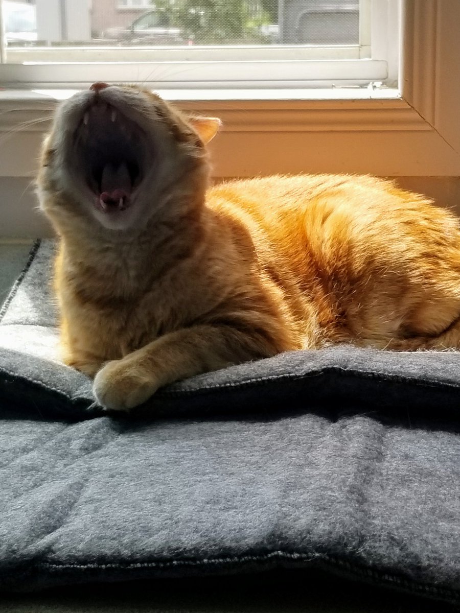 gingerjackflash tweet picture