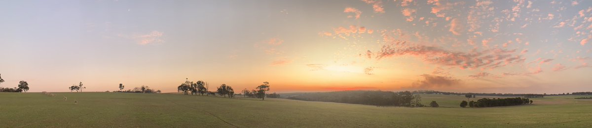 GregSounness's tweet image. Definitely the brightest part of my day because finding optimism and viability in sheep is definitely challenging at present!