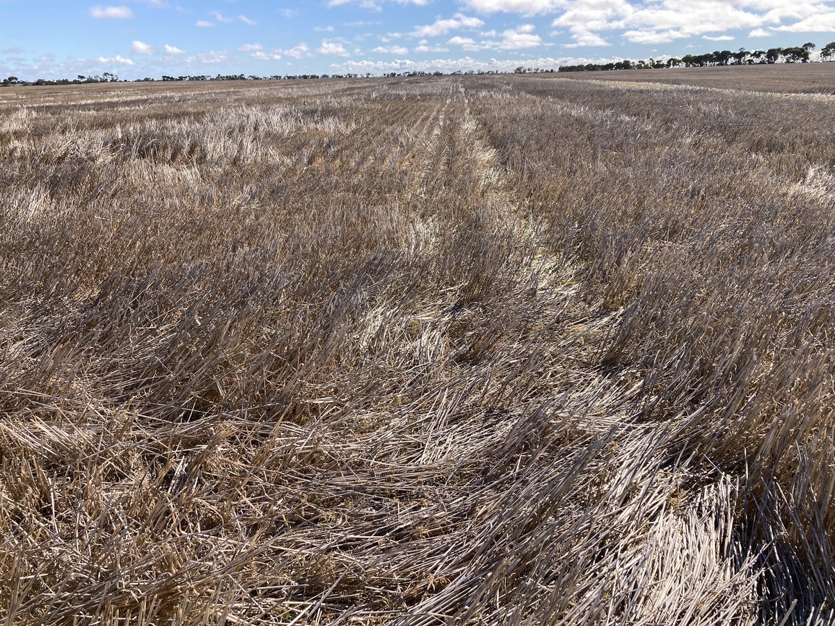 mattrohde8's tweet photo. Gly + #Terrador providing fast brown out compared to Gly alone, sprayed same day. Both were sprayed 3days ago. https://t.co/yvL6C6iMOG