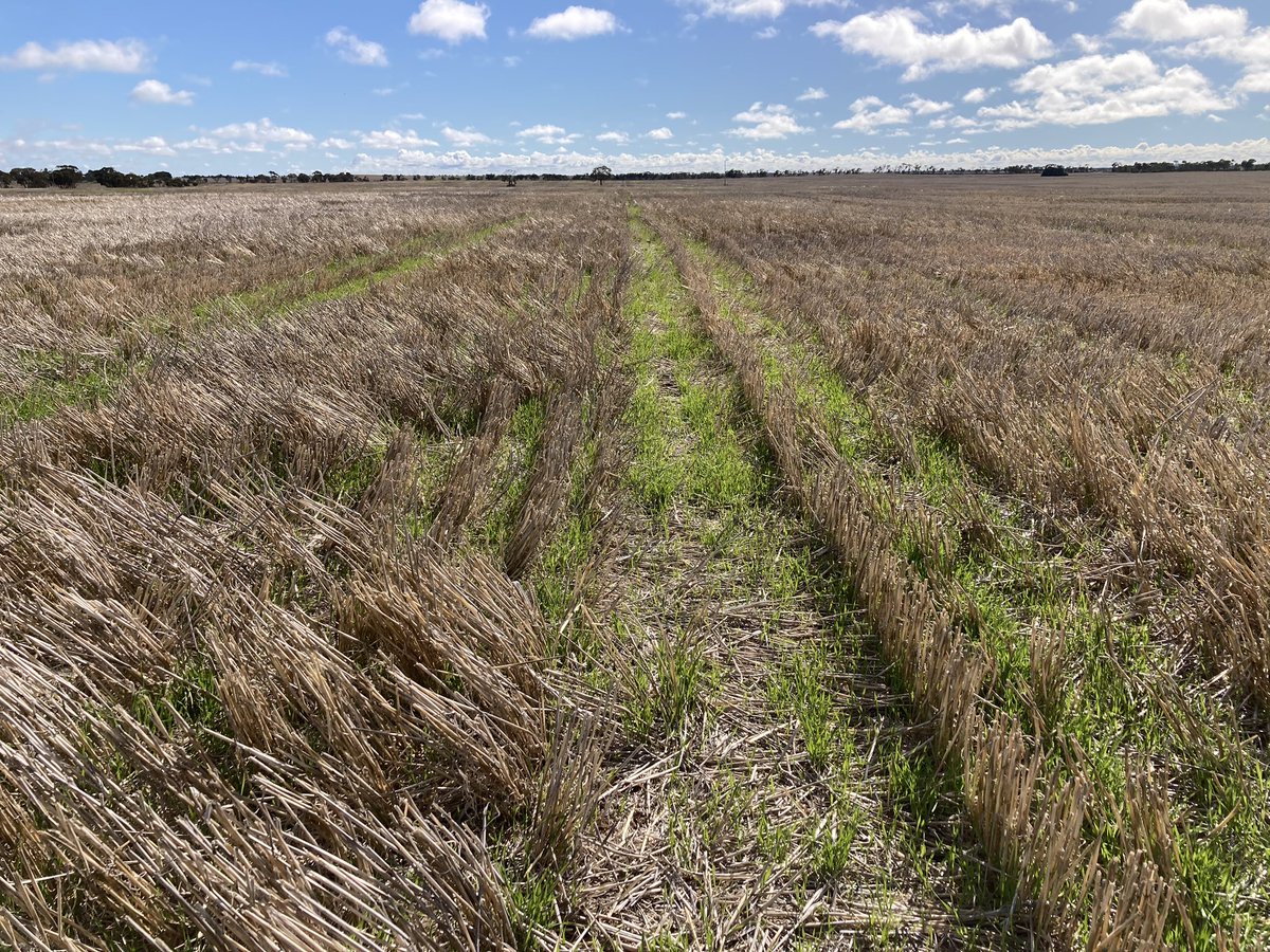 mattrohde8's tweet photo. Gly + #Terrador providing fast brown out compared to Gly alone, sprayed same day. Both were sprayed 3days ago. https://t.co/yvL6C6iMOG