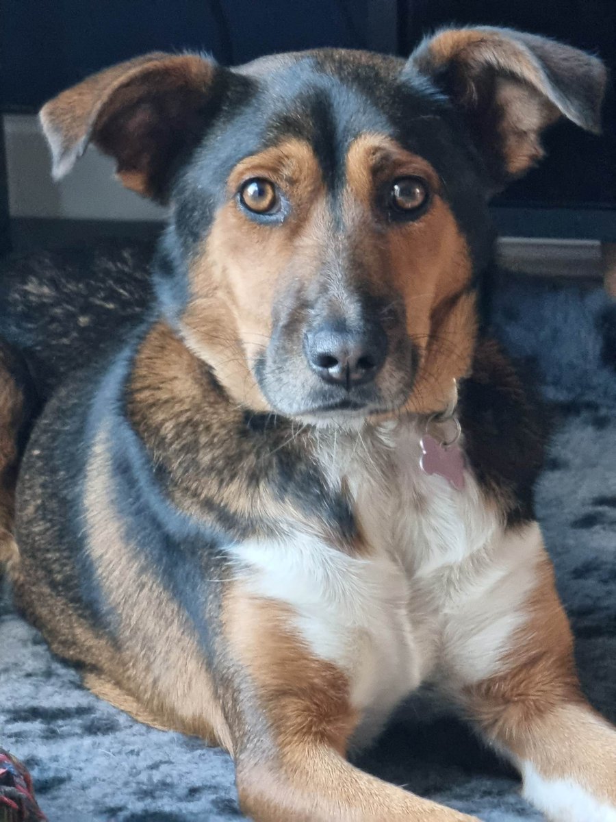 siriusanimalre1's tweet photo. DARCEY – AVAILABLE FOR ADOPTION
DOB: 11.10.2020
Weight: 15kg
Fully vaccinated
Flea / worming treatment up to date
Spayed
Darcey is currently in foster and now is looking to be adopted.  Please see the video at the end of the post she is having such fun. https://t.co/YIjuQ10yfI