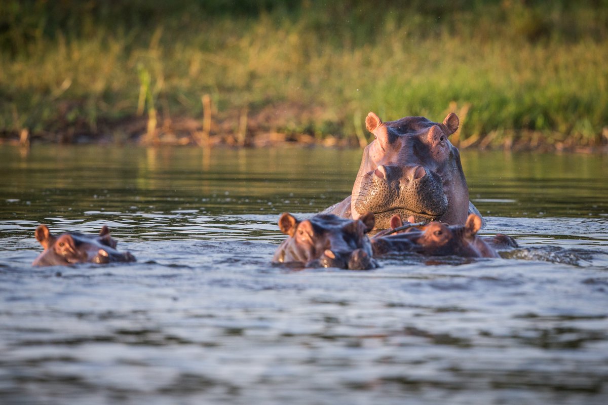 Black and white rhinos at Akagera National Park, home to one of the few populations in Africa