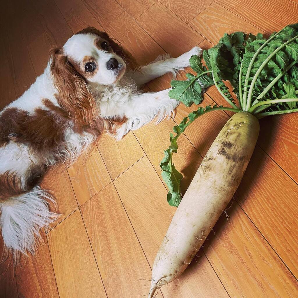 🥬🐶

#vegitable #japanesewhiteradish #ckcs #cavalierkingcharlesspaniel #cavalier  #cavalierlovers #dog #daikichi #japan #犬 #キャバリア #大吉 instagr.am/p/CrS0fDdB6ZS/