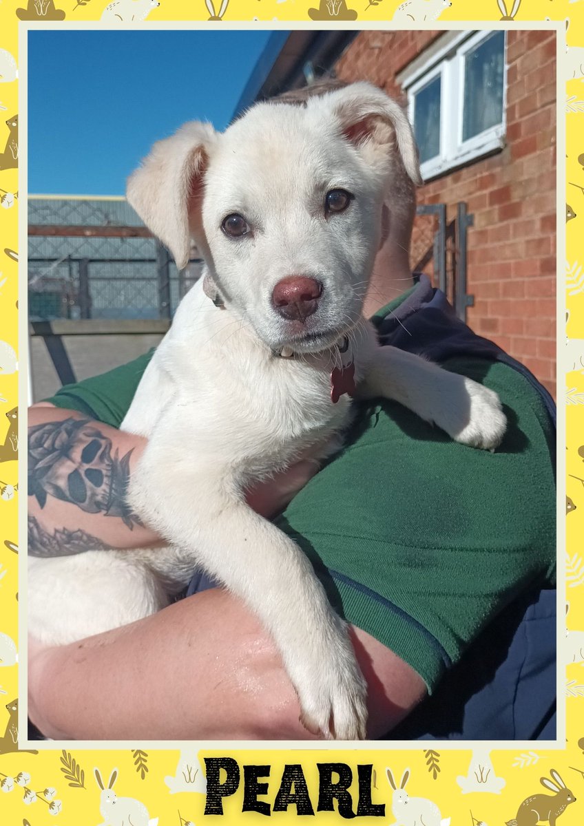 OakwoodRescue's tweet photo. Pearl would like you to retweet her so the people who are searching for their perfect match might just find her 💚🙏 https://t.co/75eERcMX47 
#teamzay #dogsoftwitter #rescue #rehomehour #adoptdontshop #k9hour #rescuedog #adoptable #dog https://t.co/ge8a01SiAN