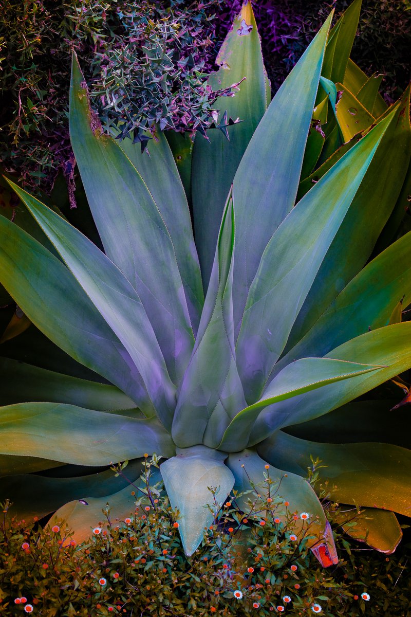 gm everyone! 

I have just published a new instalment of my Variegation series on Behance! The link is below if you want to check it out 🌱🌸