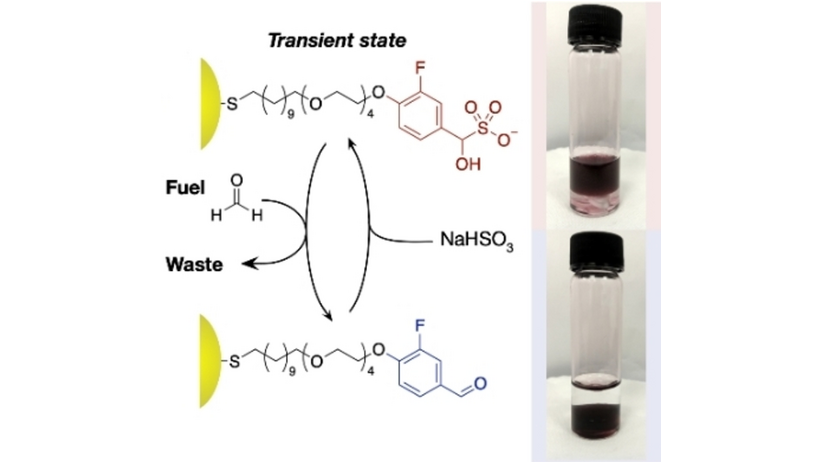 A #dissipative reaction network can move gold #nanoparticles into and out of solution and between immiscible solvents autonomously, transiently and repeatably. <a href="/NanoSupraStA/">Kay Philp Lab</a> <a href="/euanrkay/">Euan Kay</a> @prof_philp <a href="/univofstandrews/">University of St Andrews</a> <a href="/StAndrewsChem/">St Andrews School of Chemistry</a> #AngewandteVIP #openaccess onlinelibrary.wiley.com/doi/10.1002/an…