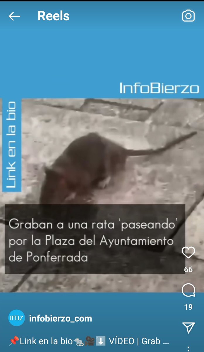 abogadodesecano's tweet photo. Olegario, ¿Podemos matar a las ratas, o tenemos que ponerles un collar y aceptarlas cómo mascotas? Y recuerda que ya tenemos la mofeta cómo mascota. https://t.co/1PzWRpbh9J
