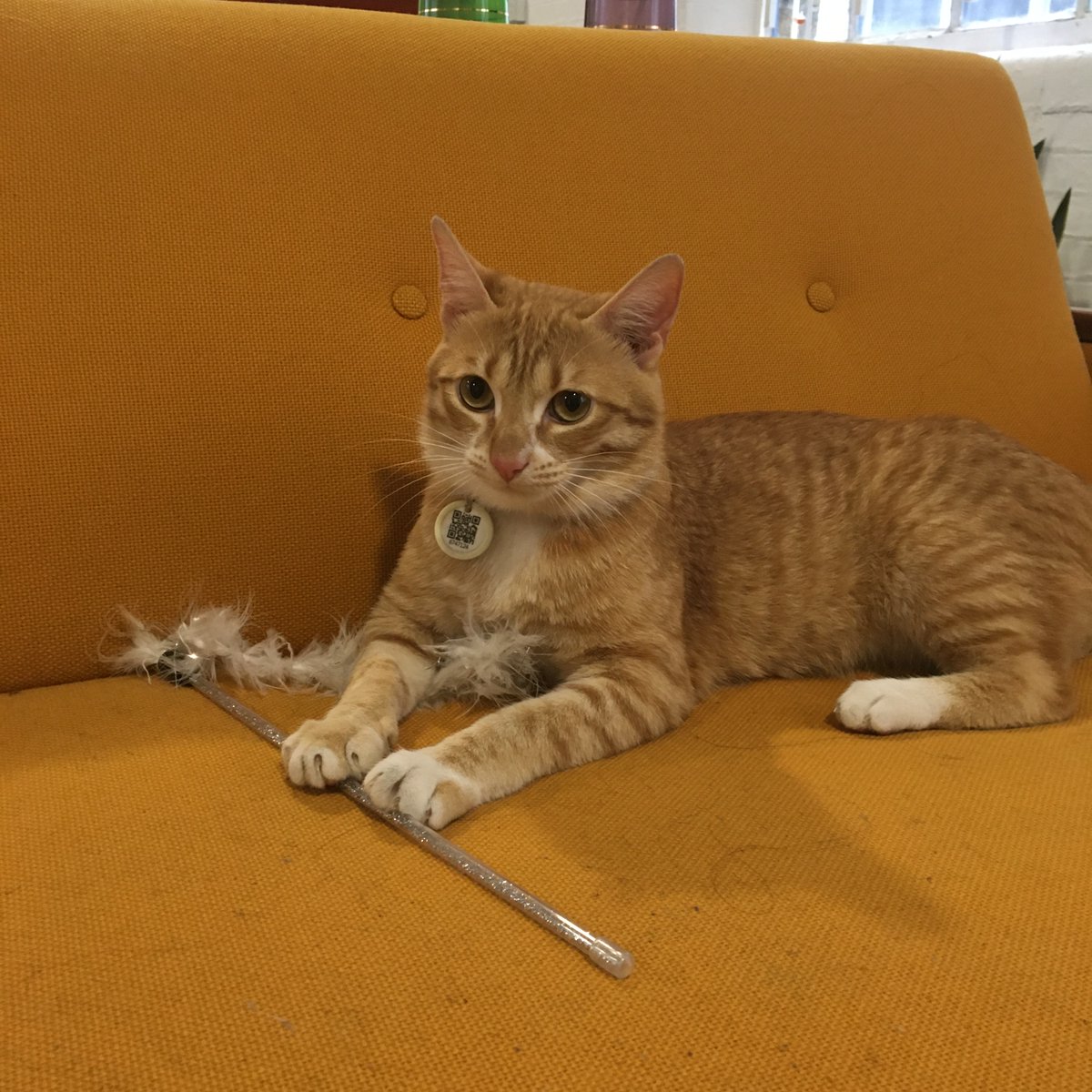 Leftfield is international... Shvili is joining us today all the way from Georgia 🇬🇪 #CatsOfTwitter #marketresearch #international #mrx